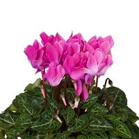 Super Mini Winter Violet Flame Cyclamen