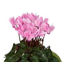 Super Mini Winter Neon Flame Cyclamen