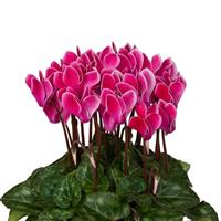 Super Mini Winter Wine Red Flame Cyclamen