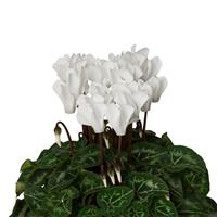 Super Mini Winter Pure White Cyclamen