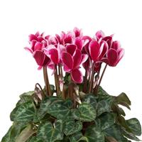 Super Mini Winter Fuji Wine Red Cyclamen