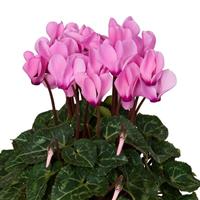 Super Mini Winter Light Neon Pink Cyclamen