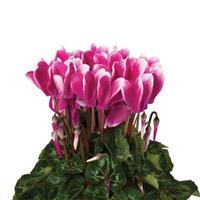 Super Mini Winter Fuji Magenta Cyclamen