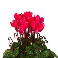 Super Mini Winter Deep Neon Pink Cyclamen