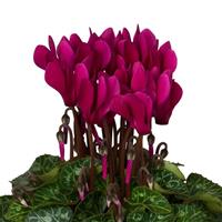 Super Mini Winter Deep Dark Violet Cyclamen