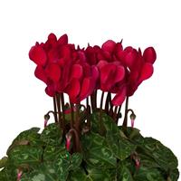 Super Mini Winter Deep Wine Red Cyclamen