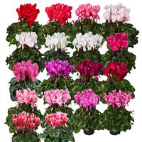 Super XL Mix Cyclamen