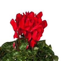Super XL Red Cyclamen