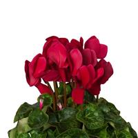 Super XL Wine Red Cyclamen