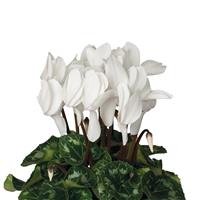 Super XL Cream White Cyclamen