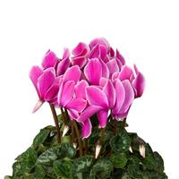 Super XL Violet Flame Cyclamen