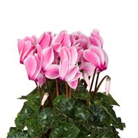 Super XL Neon Flame Cyclamen