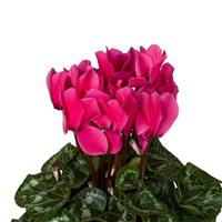 Super XL Neon Pink Cyclamen