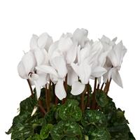 Super XL Pure White Cyclamen