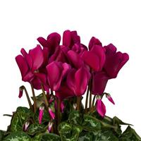 Super XL Dark Violet Cyclamen
