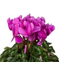 Super XL Light Violet Cyclamen