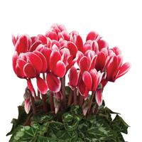 Super XL Fuji Red Cyclamen