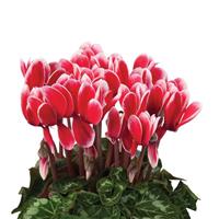 Super XL Fuji Wine Red Cyclamen