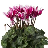 Super XL Fuji Salmon Cyclamen