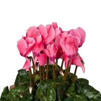 Super XL Light  Salmon Pink Cyclamen