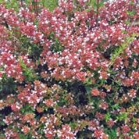 Abelia Raspberry Profusion