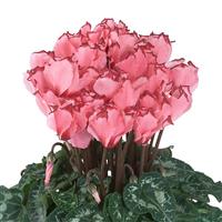 Midi Plus Victoria Salmon Cyclamen