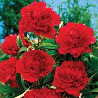 Paeonia lactiflora Felix Crousse