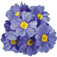 Hethor Mid Blue Clear Primula
