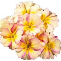 Hethor Mid Champagne Primula