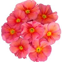 Hethor Mid Sunrise Primula