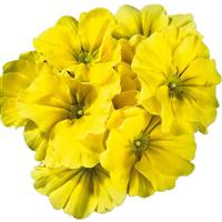 Hethor Mid Citrus Primula