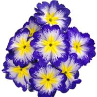 Hethor Mid Blue Flame Primula
