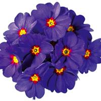 Hethor Mid Blue with Red Eye Primula