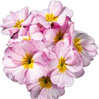 Hethor Mid Crocus Primula