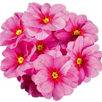 Hethor Mid Springsun Pink Primula