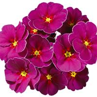 Hethor Mid Springsun Violet Primula
