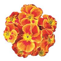 Hethor Mid Tagetes Orange Primula