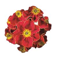 Hethor Mid Tagetes Red Primula
