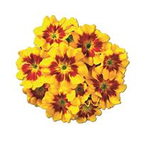 Hethor Mid Tagetes Yellow Primula
