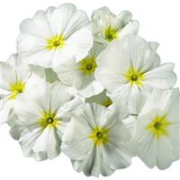 Hethor Mid White with Green Eye Primula