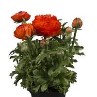 Sprinkles Dwarf Orange Ranunculus