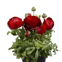 Sprinkles Dwarf Red Ranunculus