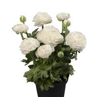 Sprinkles Dwarf White Ranunculus