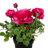Sprinkles Dwarf Dark Pink Ranunculus