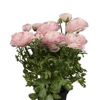 Sprinkles Dwarf Light Pink Ranunculus