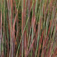 Grass Schizachyrium scoparium Free Spirit<sup>®</sup> Comet<sup>®</sup>