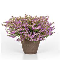 Enchantia™ Lavender Cuphea