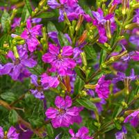 Enchantia™ Purple Cuphea