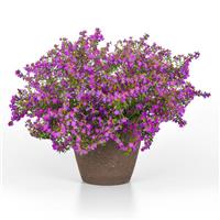 Enchantia™ Purple Cuphea