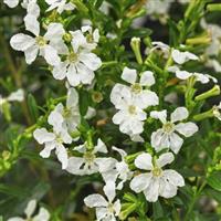 Enchantia™ White Cuphea